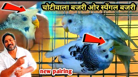 Crested Budgies Or Spengal Budgies New Pairing Spengal Budgies