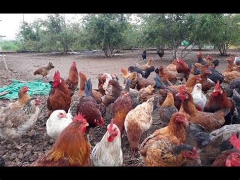 Desi Murghi Poultry Farm Golden Misri Farming Village And Village