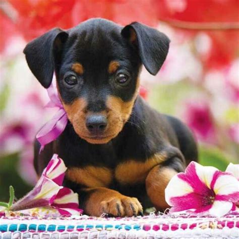 Comprar un Mini Pinscher Precio y criaderos en España