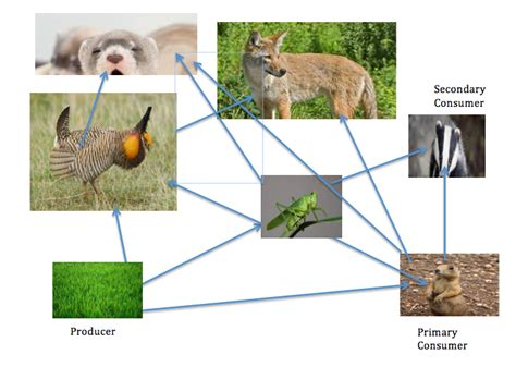 Grassland Biome Food Pyramid