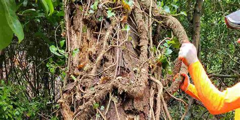 What To Do About Exposed Tree Roots Tree Expert Tips