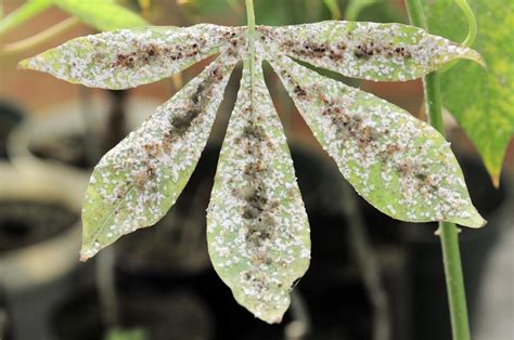 Cassava Whitefly A Whitefly Infestation On A Cassava Lea Flickr