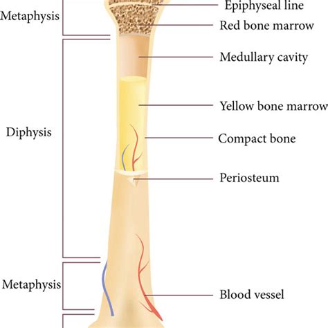 Bone Structure And Bone Repair Processes A The Basic Anatomic