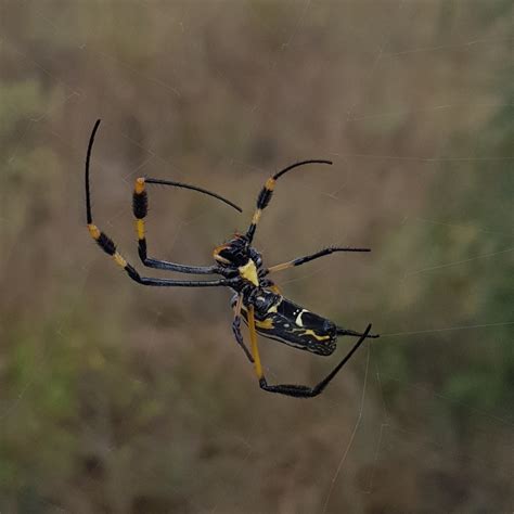 Banded Legged Golden Orb Web Spider From City Of Tshwane Metropolitan