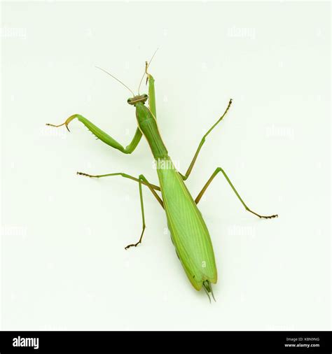 Praying mantis Praying mantis Stock Photo - Alamy