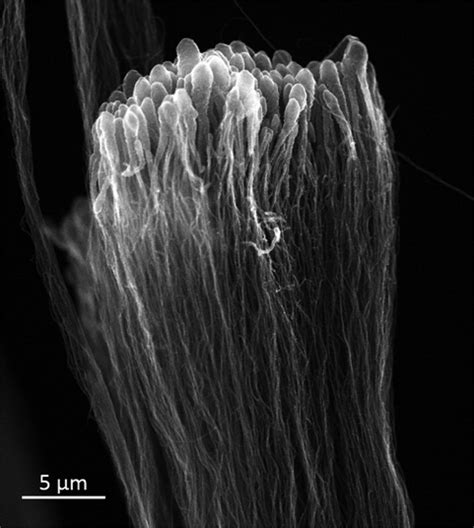 Sem Micrograph Of Vertically Aligned Mwcnts Metallized With Nm Of Pd