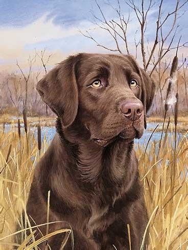 Chocolate Lab 30 X 40cm Square Diamonds Diamondpaintingcollection