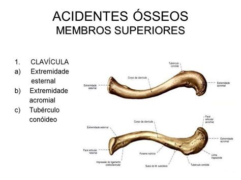 ACIDENTES ÓSSEOS MEMBROS SUPERIORES - ppt video online carregar
