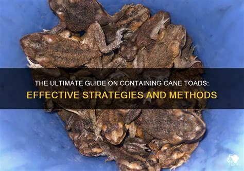 The Ultimate Guide On Containing Cane Toads Effective Strategies And