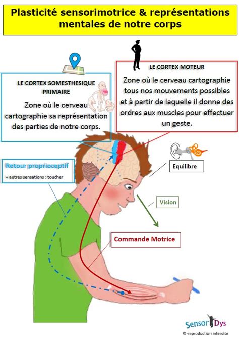 Plasticit C R Brale Plasticit Sensorimotrice Sensoridys