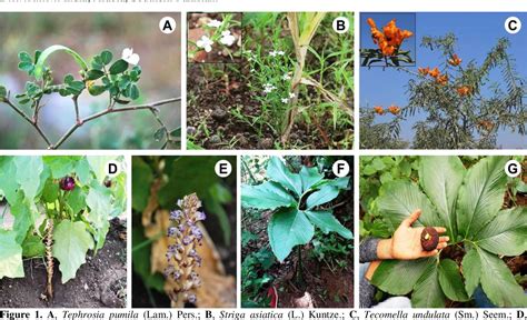 Figure 1 From Some Noteworthy Plants Record To The Flora Of Yavatmal