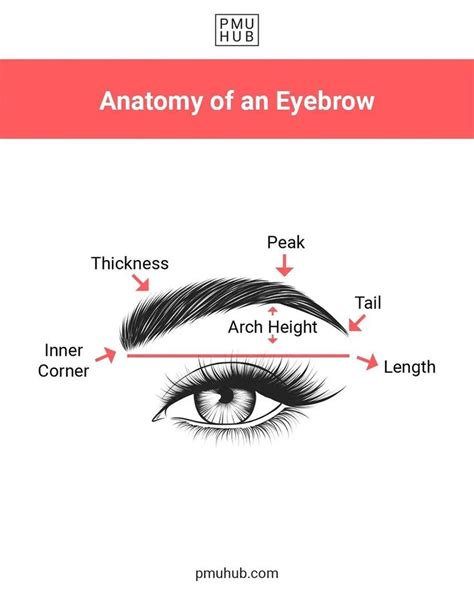 Eyebrow Anatomy For Pmu Artists Important Know How In Eyebrows