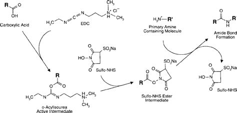 Hermanson G Bioconjugate Techniques Second Edition