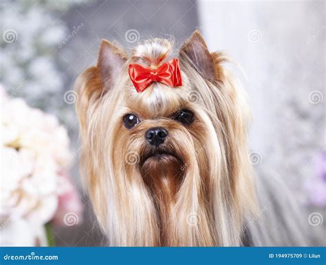 Biewer Yorkshire Terrier Long-haired Stock Image - Image of indoors ...