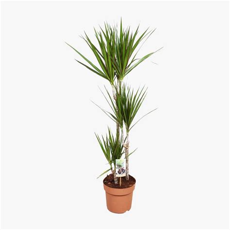 Dracaena Marginata 60 30 15 Green Is