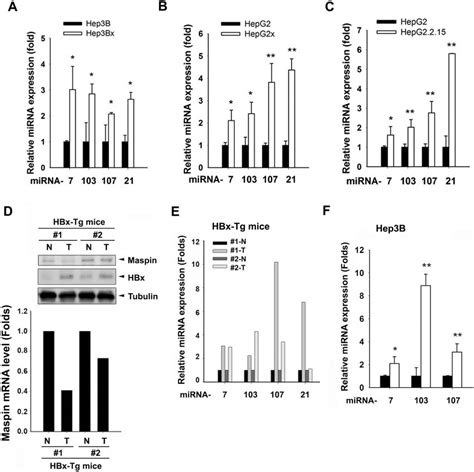 Effects Of Hbx On The Expression Of Maspin Mrna Protein And