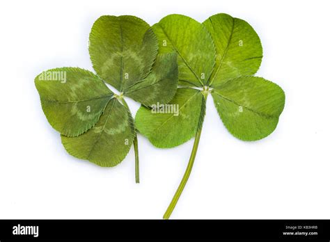 Four Leaf Clover On White Stockfotos Und Bilder Kaufen Alamy