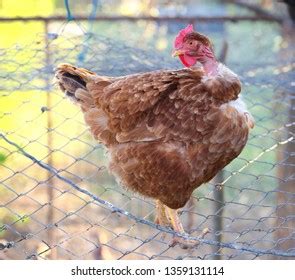 Brown Transylvanian Naked Neck Chicken Breed Stock Photo