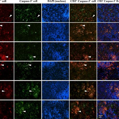 The Distribution Of Cd8⁺ Lymphocytes And Cd8 Expression In Rat Spleens Download Scientific