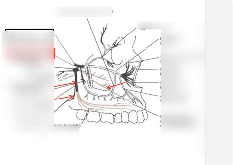 Maxillary Nerve and Branches Diagram | Quizlet