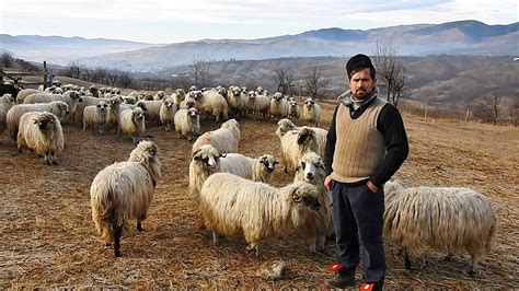 Caini Ciobanesti Si Oi Turcane La Stana Lui Cristi Un Tanar Cioban