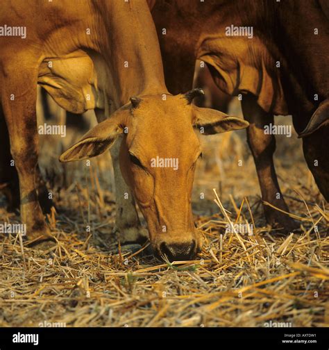 Thai Cow Grazing On Rice Paddy Stubble In The Evening In Kanchanaburi