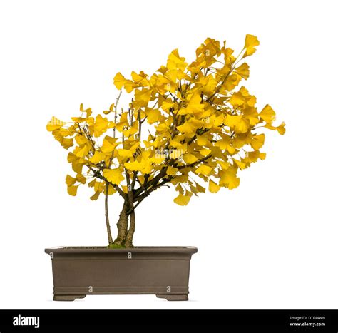 Ginkgo Bonsai Tree Banque De Photographies Et Dimages à Haute