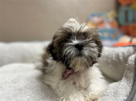 Shih Tzu/Teddy Bear-DOG-Male-wh & gld parti-3833146-Petland San Antonio, TX