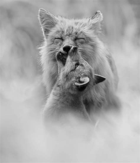 wildlife photography  stars  exposure  awards