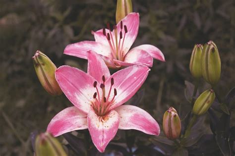 Stargazer Lily Bouquets - UrbanMatter