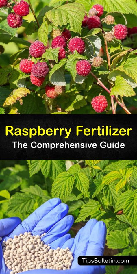 Fertilizing Raspberries When To Fertilize Raspberry Bushes