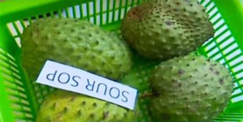 A Step By Step Guide To Custard Apple Farming Farmkenya Initiative