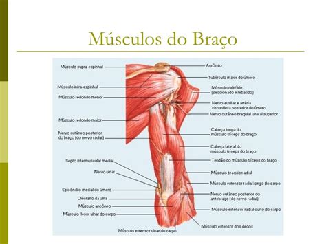 Musculos Do Membro Superior - 8