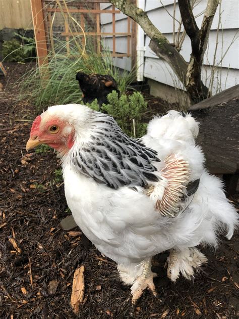 Chickens Molting — Playing With Mud