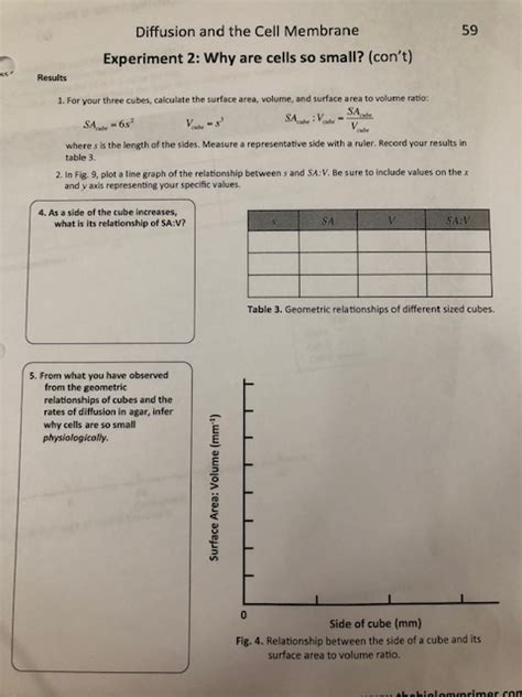 Solved 58 Diffusion and the Cell Membrane Experiment 2: Why | Chegg.com