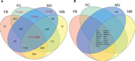 Frontiers Transcriptome Analysis Of Gonads And Brain Of Giant