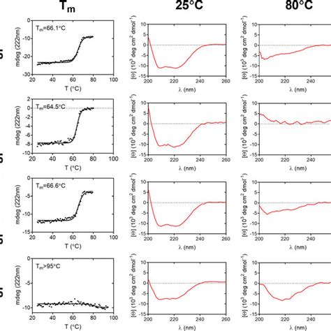 Thermal Denaturation Curves And Circular Dichroism CD Spectra Of