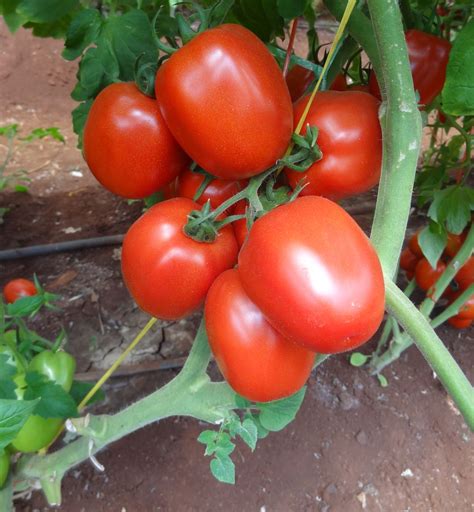 Tomato Bawito F1 Top Hybrid 10gm Seeds Seedlings And Suckers