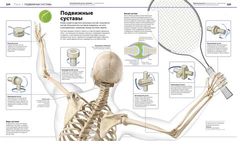 Книга: Анатомия человека. Самая полная современная энциклопедия ...
