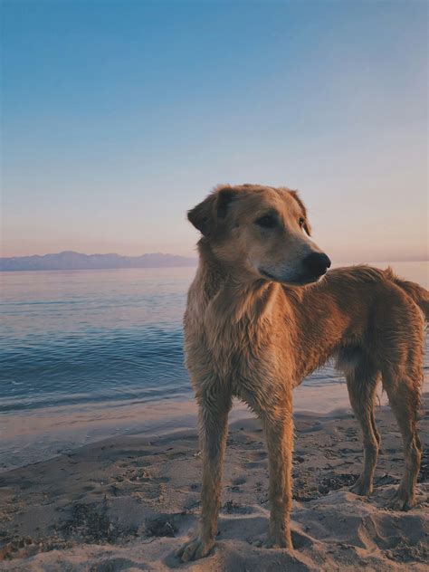 Unraveling the Mysteries of Egyptian Dogs: Their Origin and Characteristics