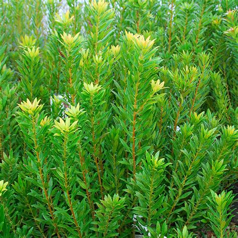 Myrica californica | | Arts Nursery Ltd