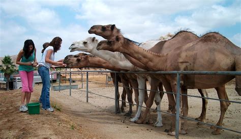 Camel Farm Adventure - Movieland Animals