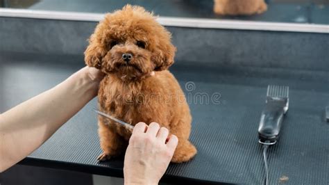 461 Toy Poodle Haircut Stock Photos - Free & Royalty-Free Stock Photos from Dreamstime