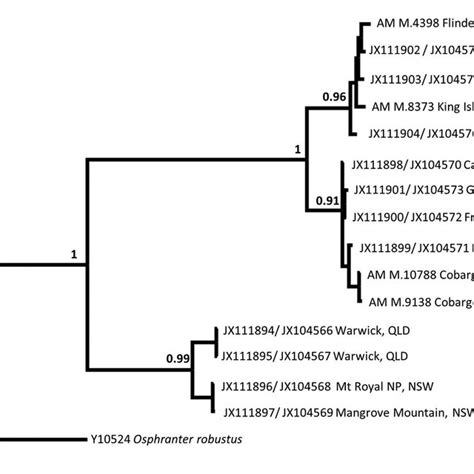 Bayesian Inference Phylogenetic Tree Inferred From 1039 Bp Of