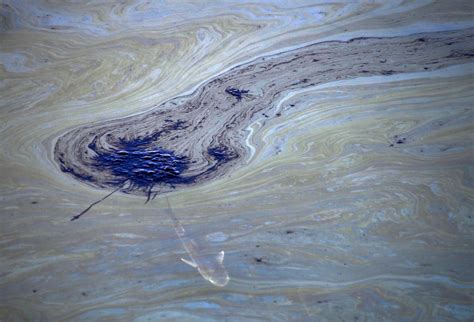 Catastrophic California Oil Spill Kills Fish Damages Wetlands