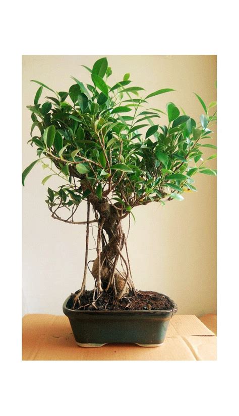 Buy Big Ficus Bonsai Tree With Ceramic Pot 15 Year Old Exclusive