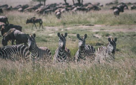 Serengeti 3 Tage Camping Safari In Der Gruppe GetYourGuide