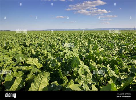 Sugar Beet Crops Field Agricultural Landscape Summer Landscape