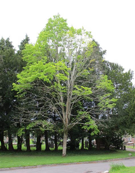 Tilia Harold Hillier In Cathays Cemetery