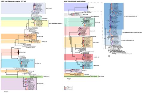 Phylogenetic Analysis Of Polymerase Rdrp And Capsid Vp1 Regions Of